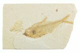 Bargain, Fossil Fish (Diplomystus) - Wyoming #369488-1